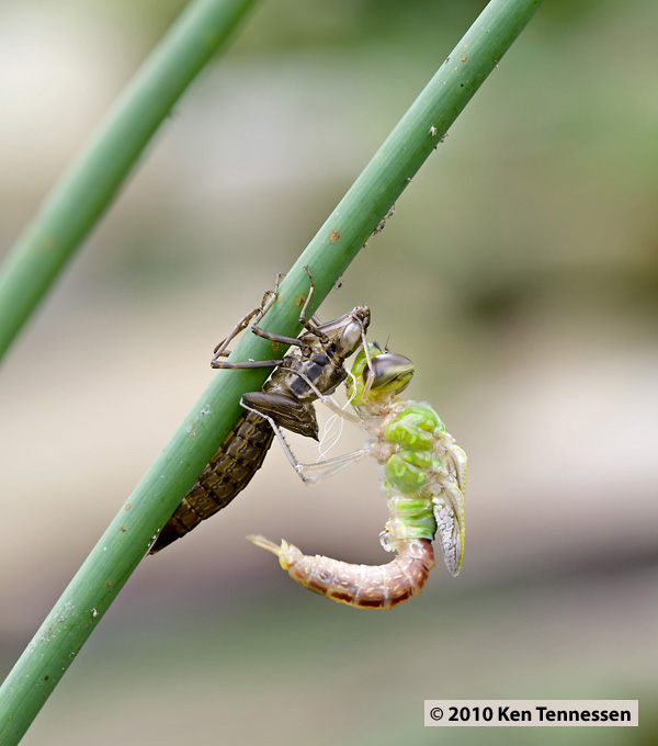 Emerging Anax junius, Common Green Darner Emerging Anax junius, Common Green Darner