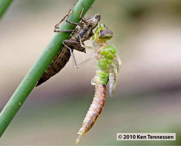 Emerging Anax junius, Common Green Darner Emerging Anax junius, Common Green Darner
