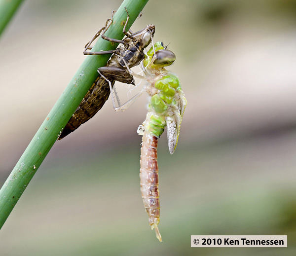 Emerging Anax junius, Common Green Darner Emerging Anax junius, Common Green Darner