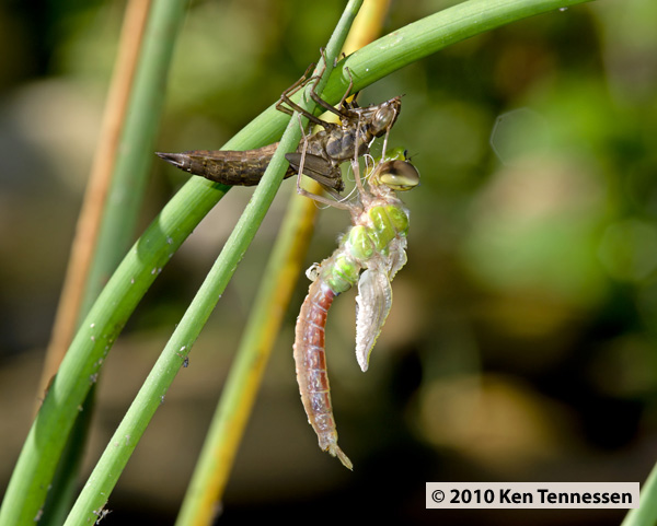 Emerging Anax junius, Common Green Darner Emerging Anax junius, Common Green Darner