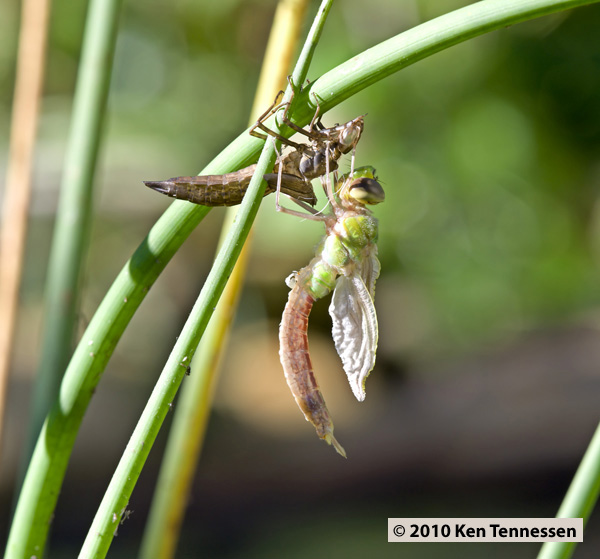 Emerging Anax junius, Common Green Darner Emerging Anax junius, Common Green Darner
