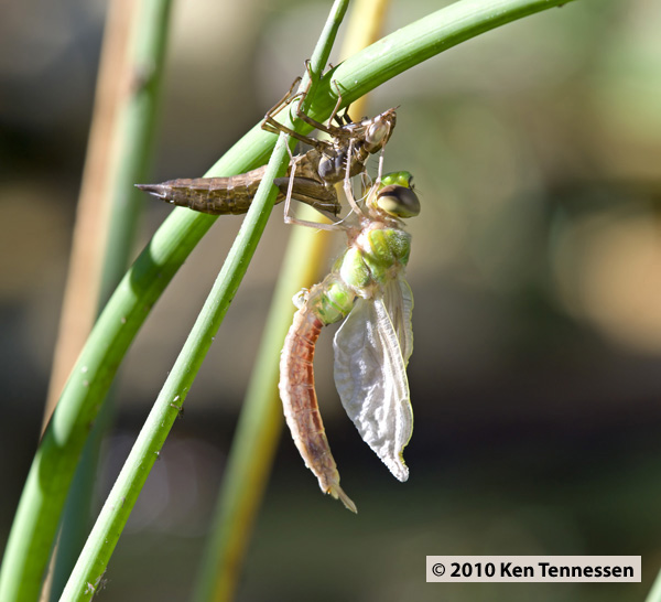 Emerging Anax junius, Common Green Darner Emerging Anax junius, Common Green Darner