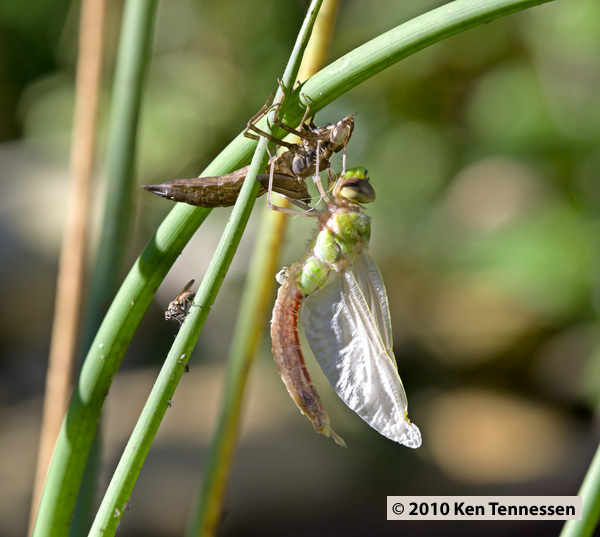 Emerging Anax junius, Common Green Darner Emerging Anax junius, Common Green Darner