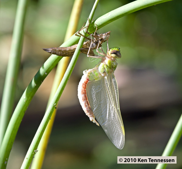 Emerging Anax junius, Common Green Darner Emerging Anax junius, Common Green Darner