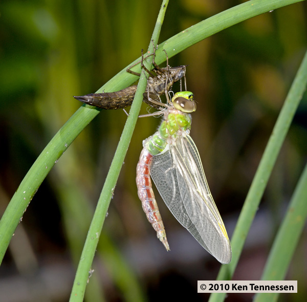 Emerging Anax junius, Common Green Darner Emerging Anax junius, Common Green Darner