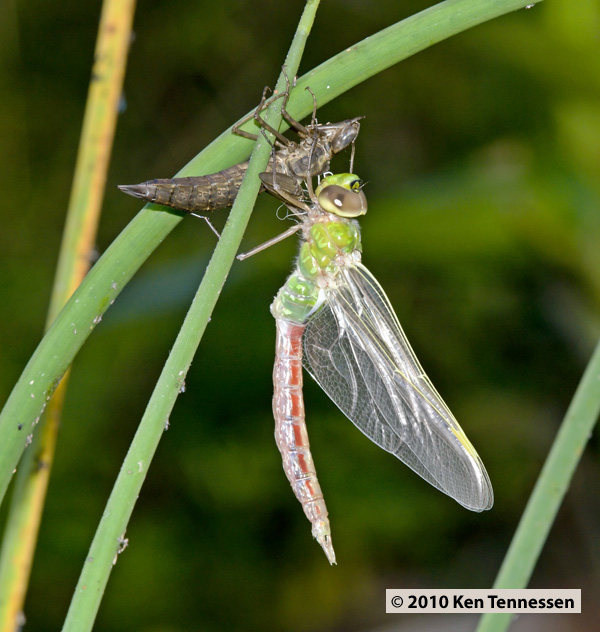 Emerging Anax junius, Common Green Darner Emerging Anax junius, Common Green Darner