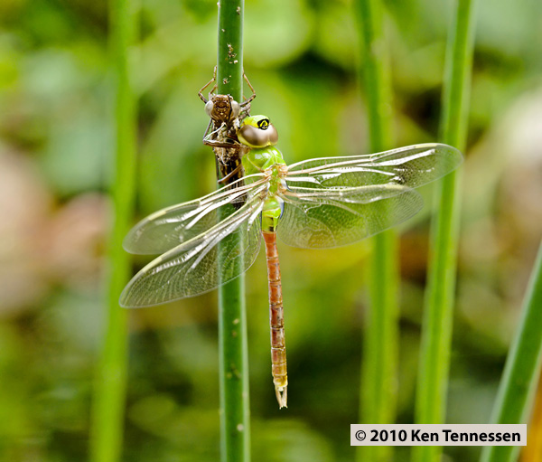 Emerging Anax junius, Common Green Darner Emerging Anax junius, Common Green Darner