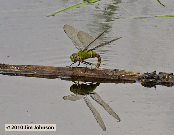 Anax amazili 20100221_0054, Amazon Darner