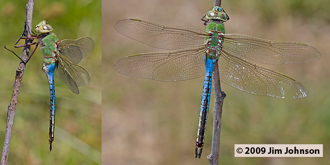 Anax junius 20090523_0082-0086, Common Green Darner