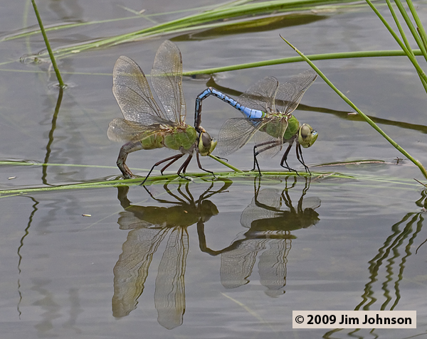 Anax junius 20090529_0139, Common Green Darner