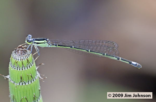 Anisagrion inornatum 20080330_0535