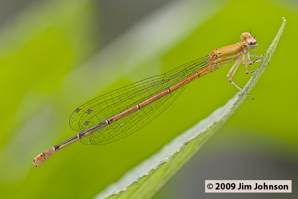 Anisagrion inornatum 20080330_0551