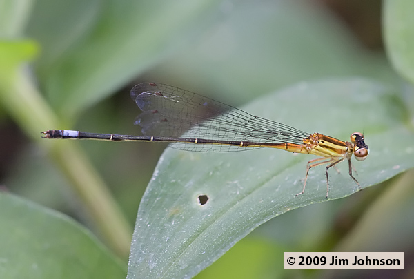 Anisagrion inornatum 20080330_0563