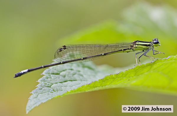 Anisagrion inornatum 20080331_0630
