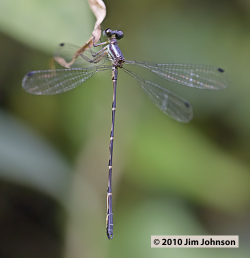 Archaeopodagrion armatum 20080402_0884