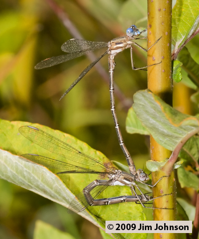 Archilestes californica 20060929_0138, California Spreadwing Archilestes californica 20060929_0138, California Spreadwing