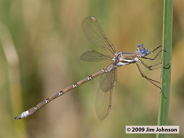 Archilestes californica 20070831_0010, California Spreadwing Archilestes californica 20070831_0010, California Spreadwing