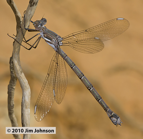 Archilestes californica 20101016_0014, California Spreadwing Archilestes californica 20101016_0014, California Spreadwing