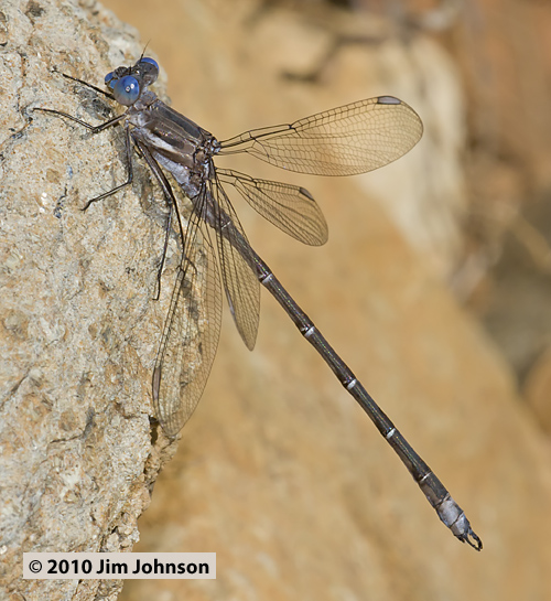 Archilestes californica 20101016_0037, California Spreadwing Archilestes californica 20101016_0037, California Spreadwing
