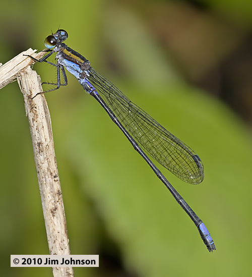Argia A 20100304_1210