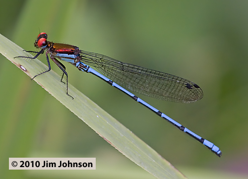 Argia C 20091011_1759