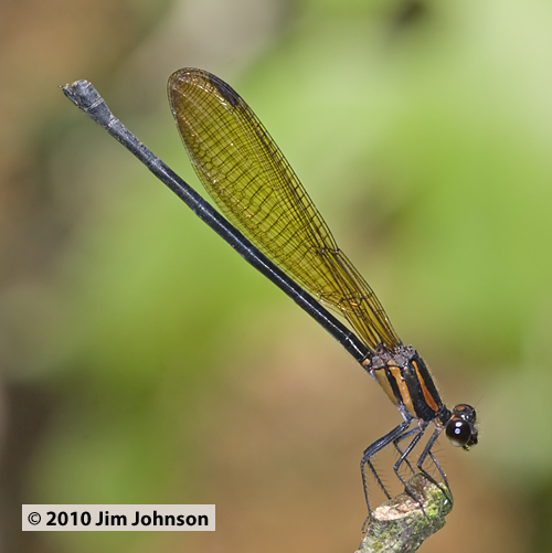 Argia G 20091012_1981