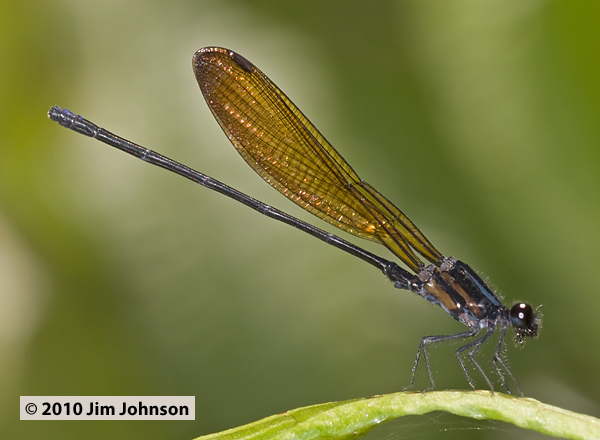 Argia G 20091012_1991