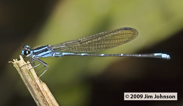 Argia adamsi 20091012_1951