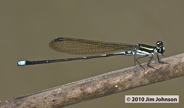 Argia adamsi 20100224_0449