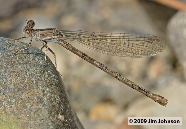 Argia agrioides 20080914_0110, California Dancer