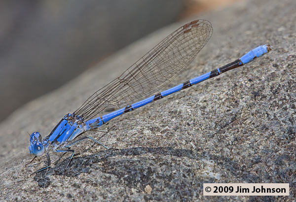 Argia agrioides 20080914_0305, California Dancer