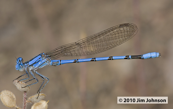 Argia agrioides 20100726_0027, California Dancer