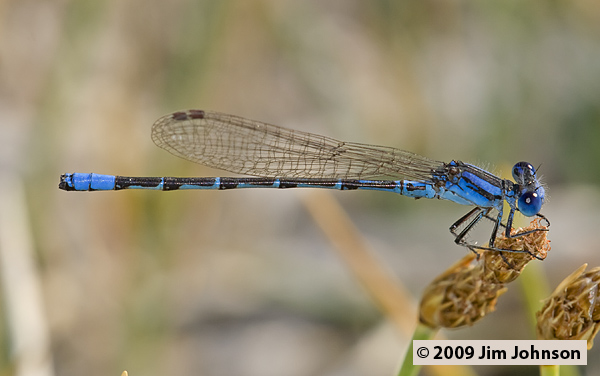 Argia alberta 20070804_0875, Paiute Dancer Argia alberta 20070804_0875, Paiute Dancer