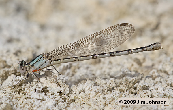 Argia alberta 20070805_0915, Paiute Dancer Argia alberta 20070805_0915, Paiute Dancer
