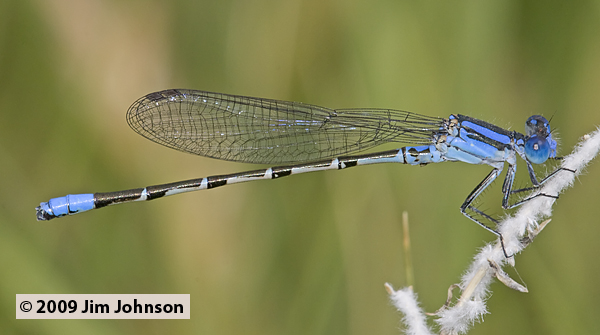Argia alberta 20090703_0161, Paiute Dancer Argia alberta 20090703_0161, Paiute Dancer