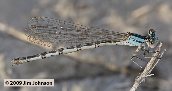 Argia alberta 20090704_0236, Paiute Dancer Argia alberta 20090704_0236, Paiute Dancer