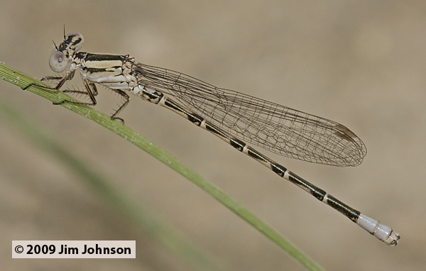 Argia alberta 20090704_0242, Paiute Dancer Argia alberta 20090704_0242, Paiute Dancer