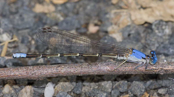Argia apicalis 20110707_0085, Blue-fronted Dancer