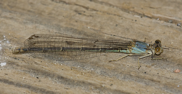 Argia apicalis 20110707_0103, Blue-fronted Dancer