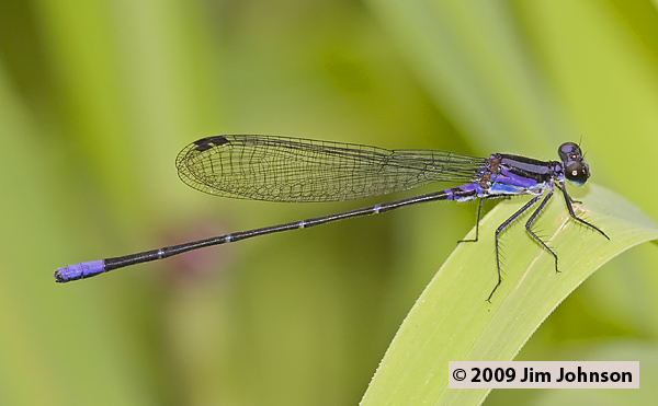 Argia frequentula 20090503_0712