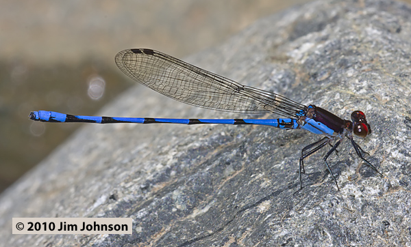 Argia fulgida 20100305_1166