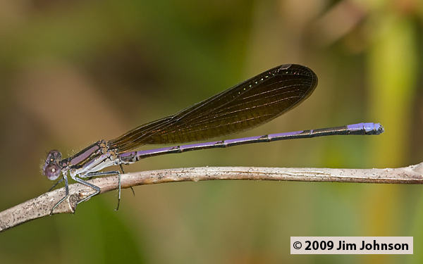 Argia fumipennis 20080509_0227, Variable Dancer Argia fumipennis 20080509_0227, Variable Dancer