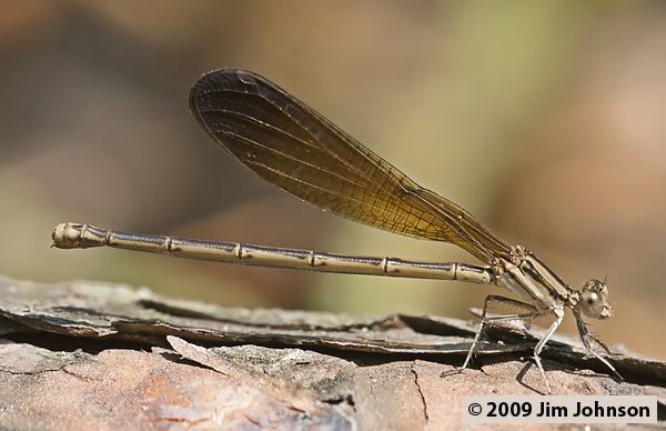 Argia fumipennis 20080509_0237, Variable Dancer Argia fumipennis 20080509_0237, Variable Dancer