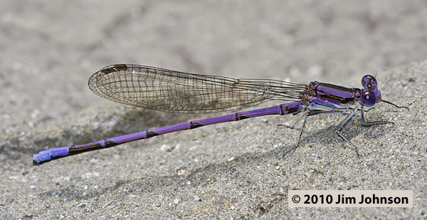 Argia fumipennis 20100622_0152, Variable Dancer Argia fumipennis 20100622_0152, Variable Dancer