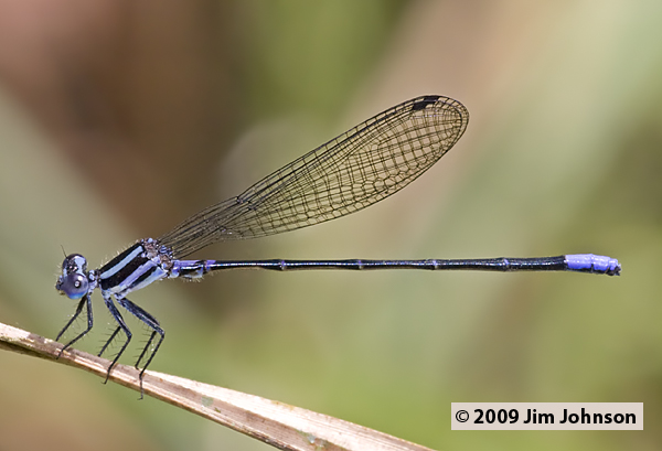Argia huanacina 20091013_2483
