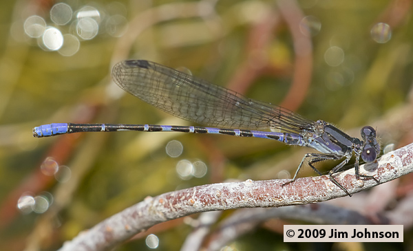 Argia immunda 20070801_0741, Kiowa Dancer