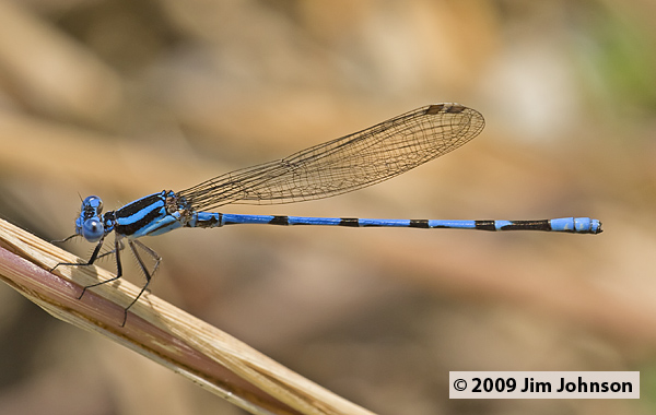 Argia inculta 20080329_0398