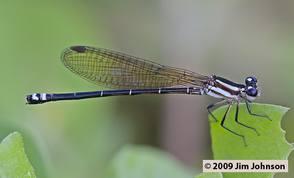 Argia indicatrix 20080409_1503