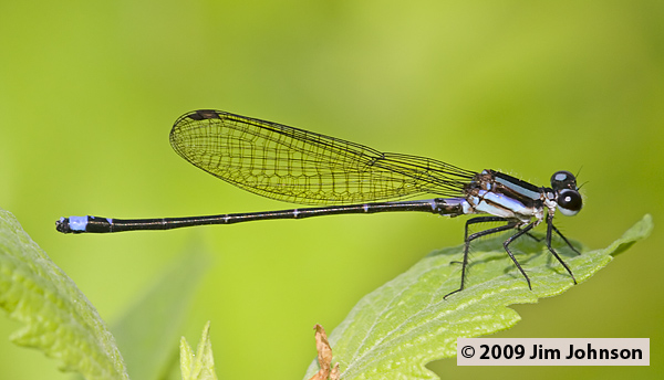 Argia indicatrix 20080409_1505
