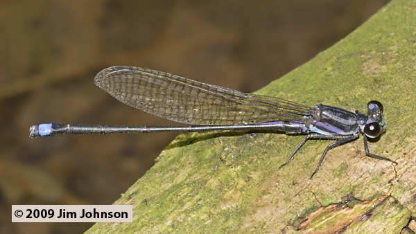 Argia indicatrix 20091015_3003